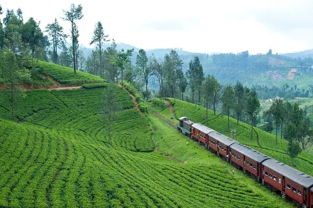 Tailor Made Holidays & Bespoke Packages for Ceylon Tea Trails